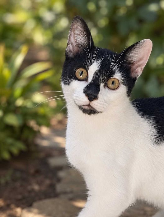 Котик хлопчик 4міс