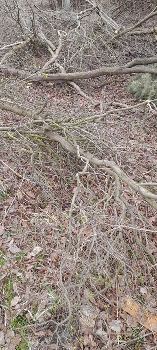 Oddam  grube gałęzie za darmo