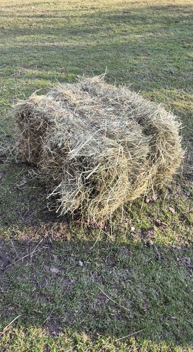 Siano kostki na sprzedaz