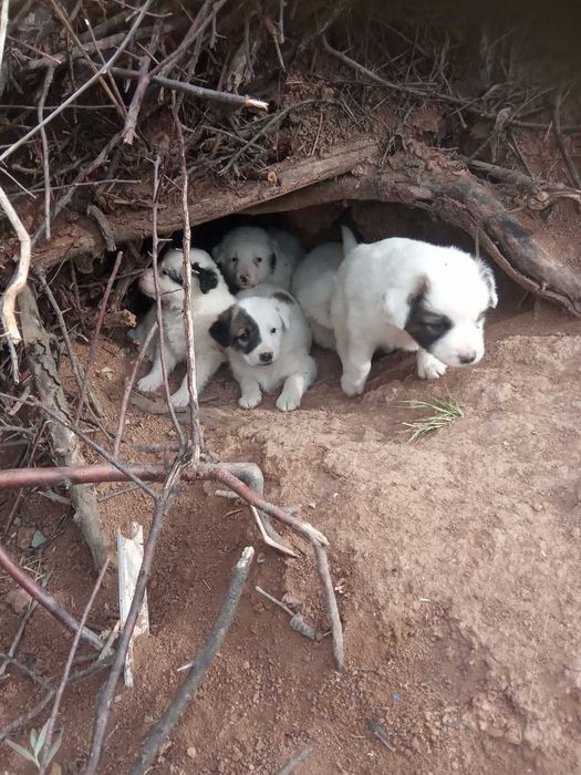 Продам очень красивых щенят