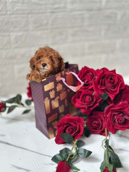 Малятка мальтипу що захоплюють