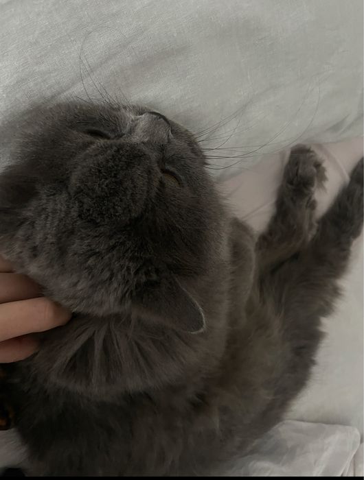 Відам котика в добрі руки