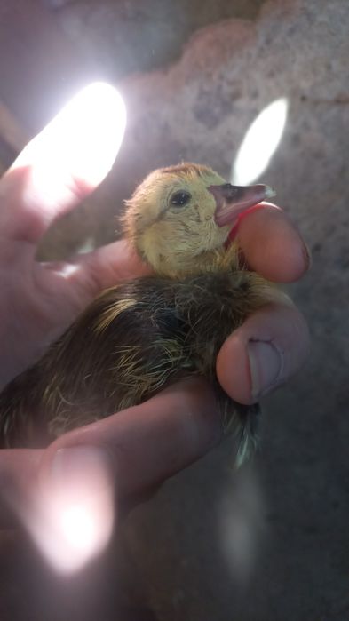 Vendem se patos mudos várias idades