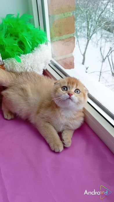 Шикарная вислоухая девочка золотая шиншилла