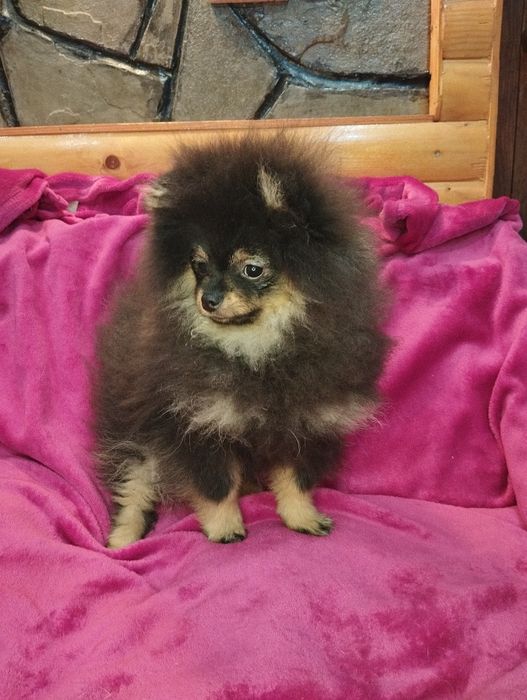 Хлопчик померанський шпіц 4.5 міс