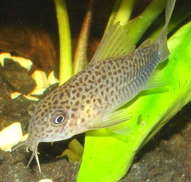 Kirys kirysek szmaragdowo-ogonowy corydoras similis