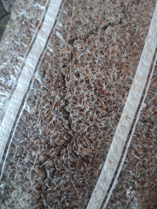 Мицелий Эринги (Степная вёшенка,Королевская вёшенка,)зерновой 1 кг