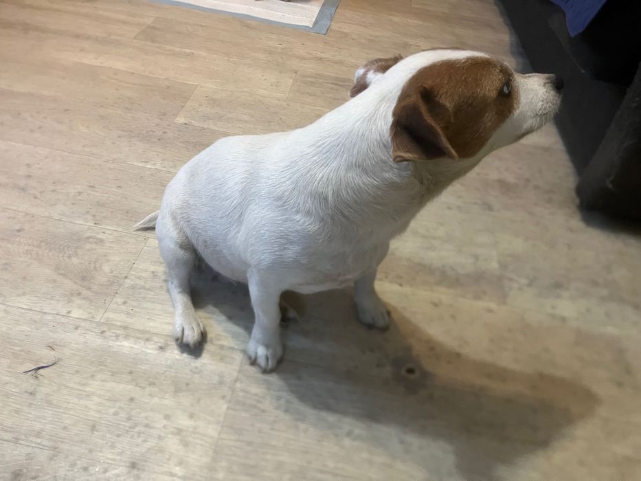 Dorosła sunia Jack Russel Terrier