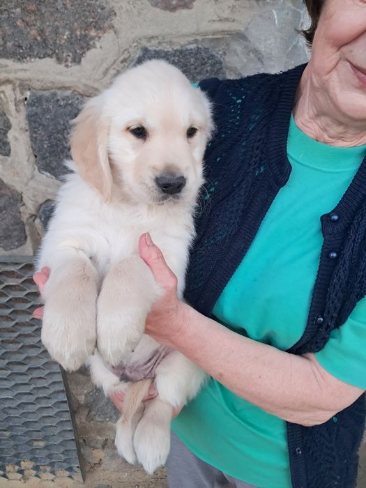 Goden retriever szczeniaki