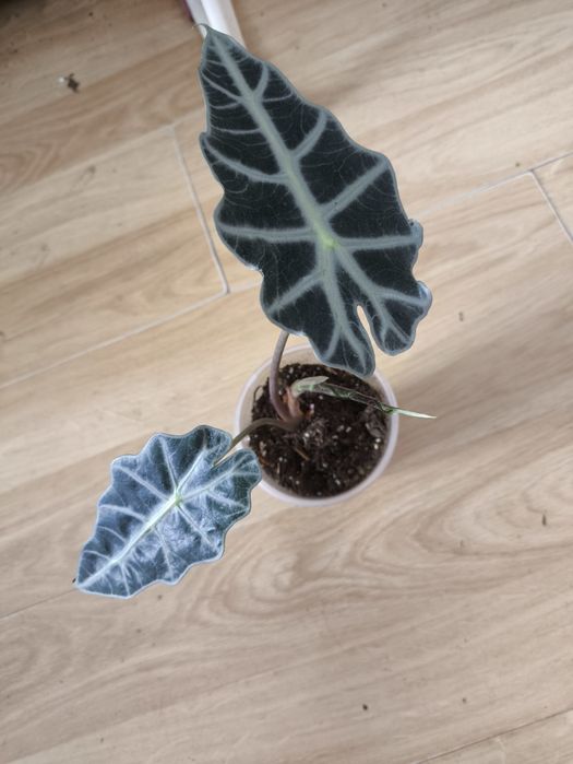 Алоказии Полли ,Жаклін,Азланидомашнее  растение