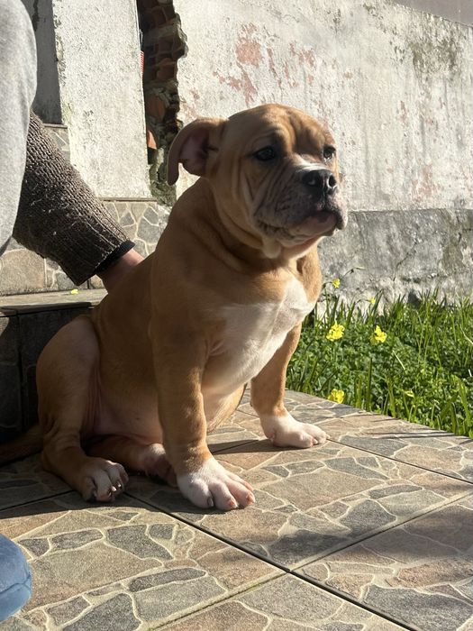 American Bully Pocket