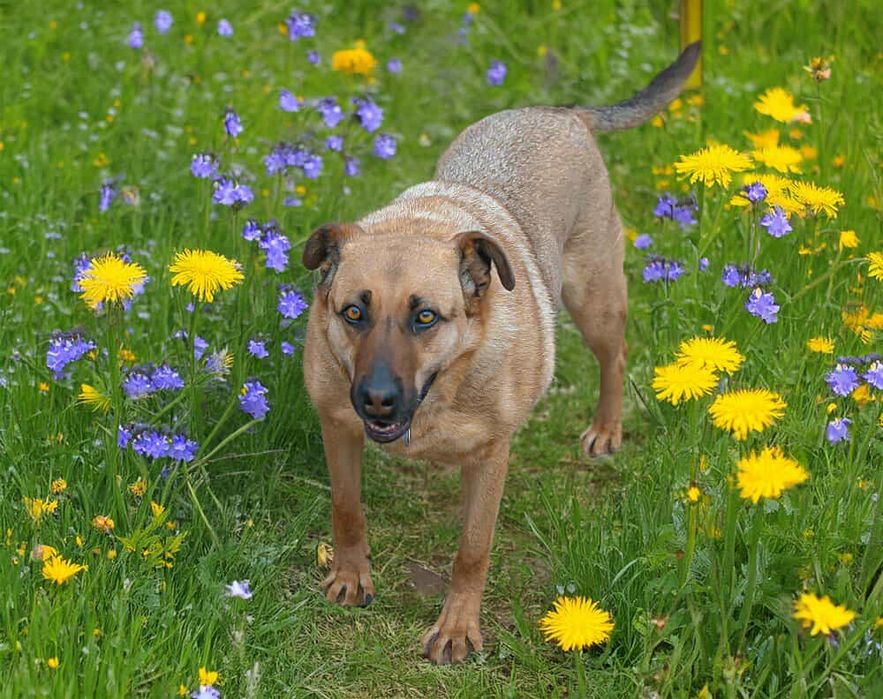 Oddam za darmo- Urocza Gajusia szuka domu