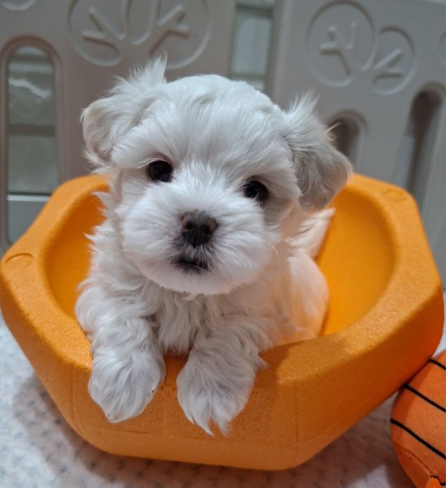 Piesek rasy maltańczyk