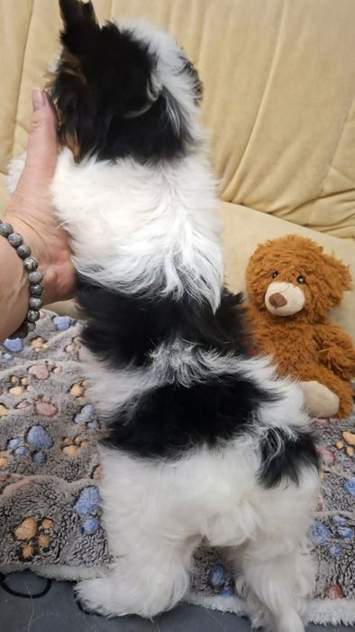 Щенок бивер йорк