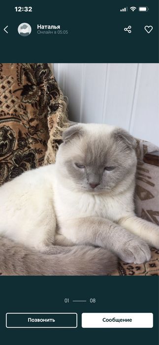 Вязка скоттиш - фолд !