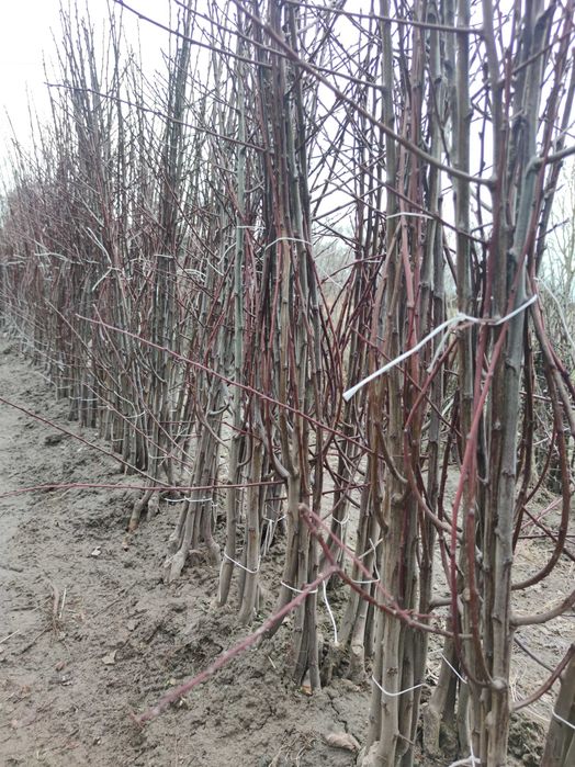 Drzewka Owocowe Szkółka Drzew Producent Hurt Detal