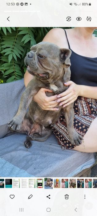 Дівчинка французького бульдога 4роки тече