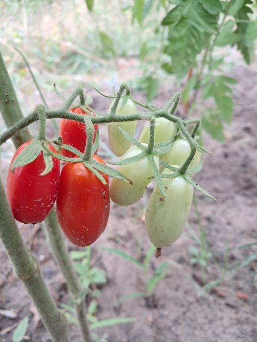 Семена помидоров чери гроздь сливок