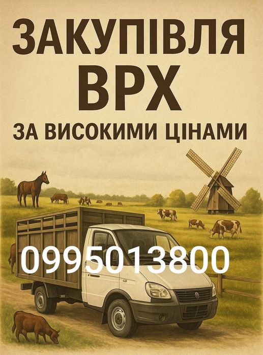 Корівок бичків теличок