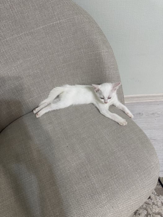 Кошеня в хороші руки