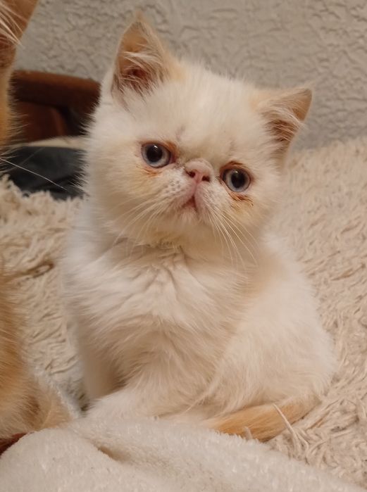 ласкавий муркотунчик, котик