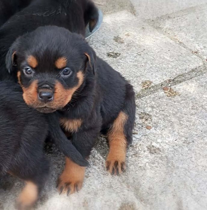 Rottweiler Fêmea