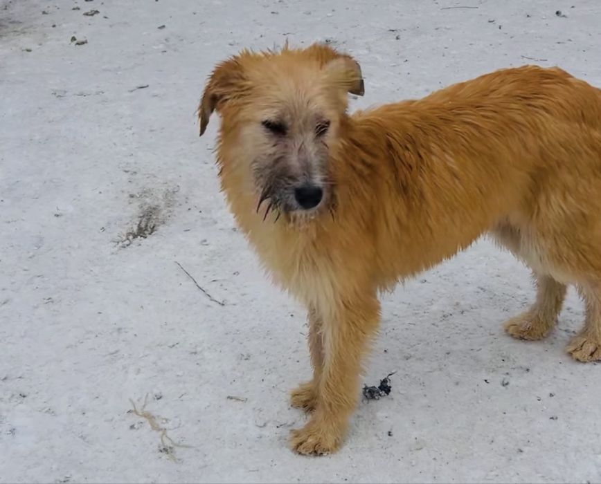 Красивая девочка Шелти стерилизована