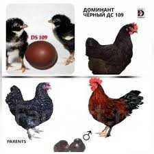 Продаж яйця Домінант