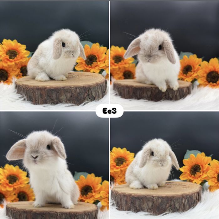 Króliczek Mini Lop