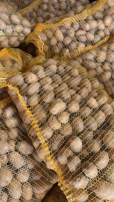 Ziemniaki wielkość jak sadzeniak Soraya Denar Lord Wineta