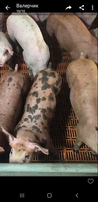 Продам поросята мясник