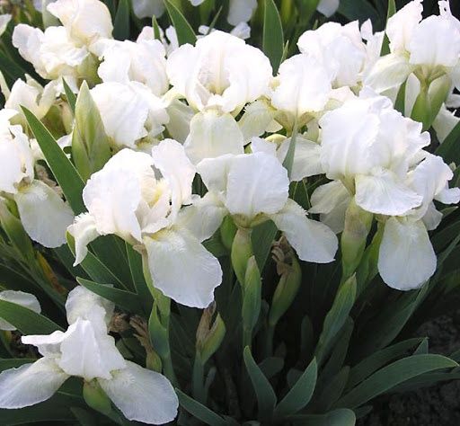 Бордюрні іриси , низькорослі іриси