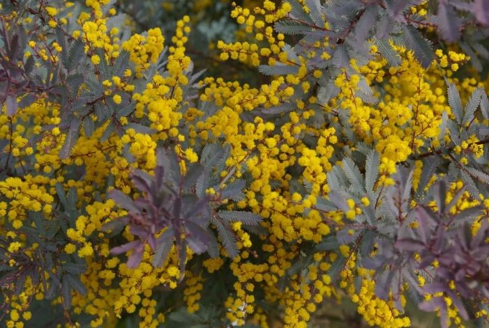 Akacja Purpurowa o żółtych kwiatach (Acacia Baileyana Purpurea)