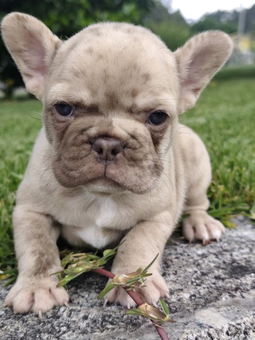 bulldog francês femea