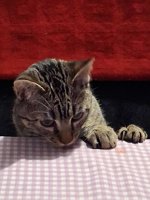 Tenho um gato para doar com 6 meses