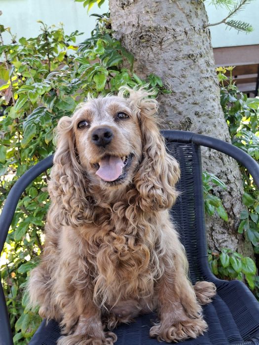 Cocker Spaniel   Angielski