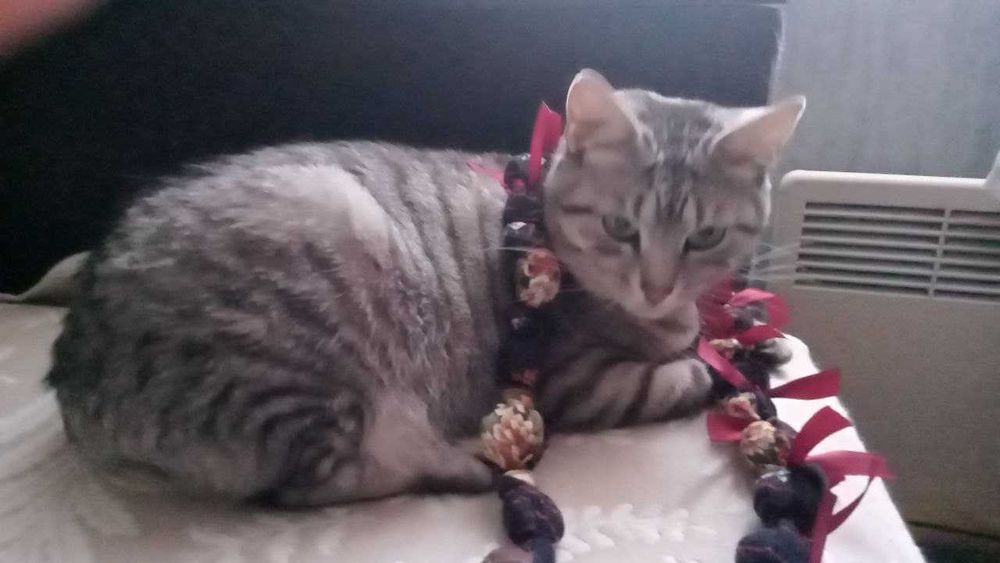 Зеленоока киця Попелюшка у пошуках своєї казки!