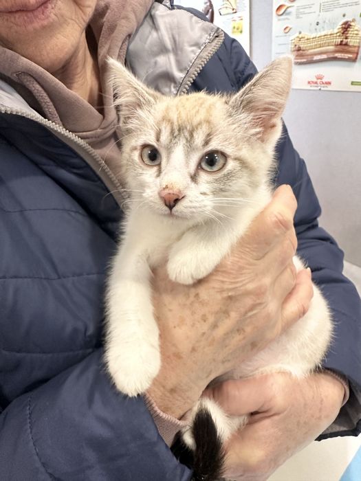 Кошеня шукає сімʼю