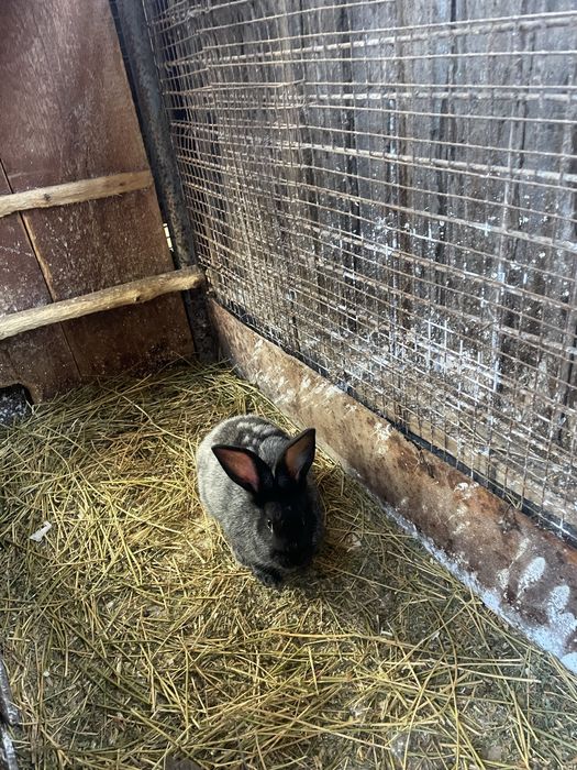 Полтавське срібло. Кріль. Самець.