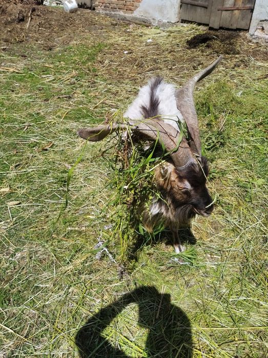 Кози,козенята,селекційний цап,терміново