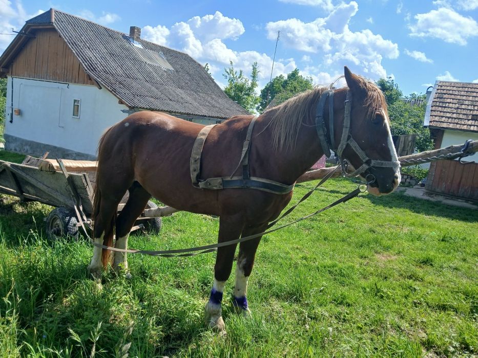 Продам жеребця 3,5 років