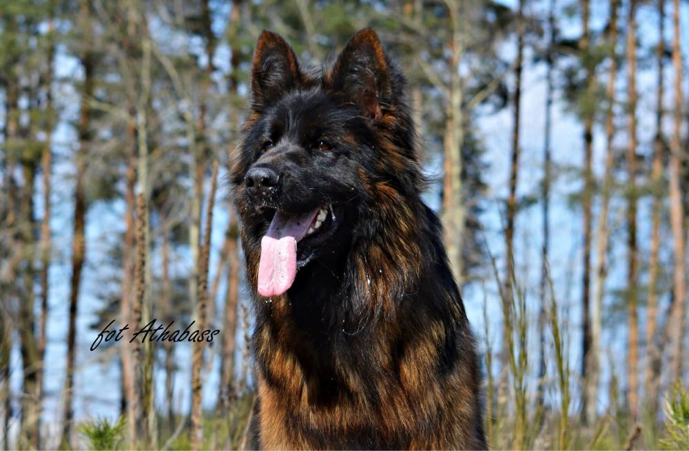 Owczarek Niemiecki Długowłosy Suczka!!!