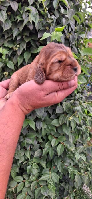 Cocker Spaniel Angielski