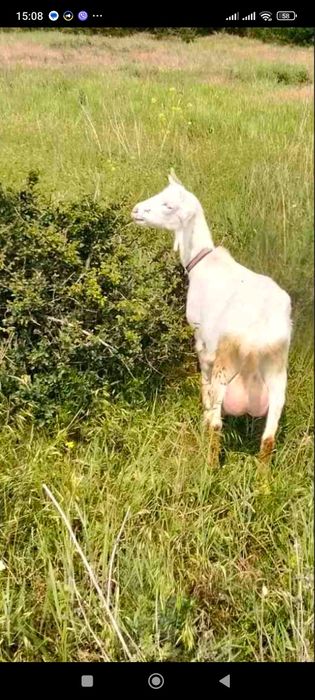 Продаються дойні кози