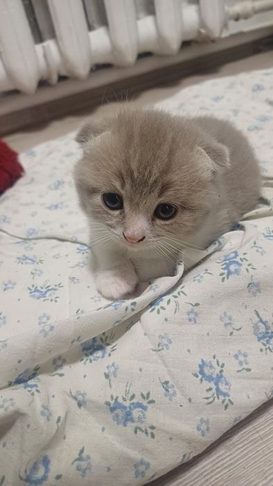 кошенята скотіш фолд,висловухі