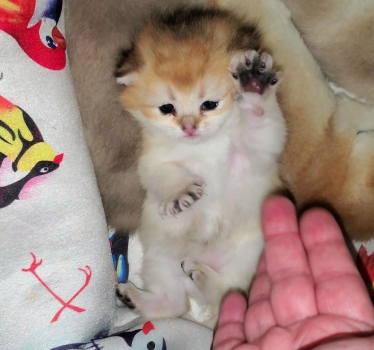 Ручные малыши, котятки золотая шиншилла.