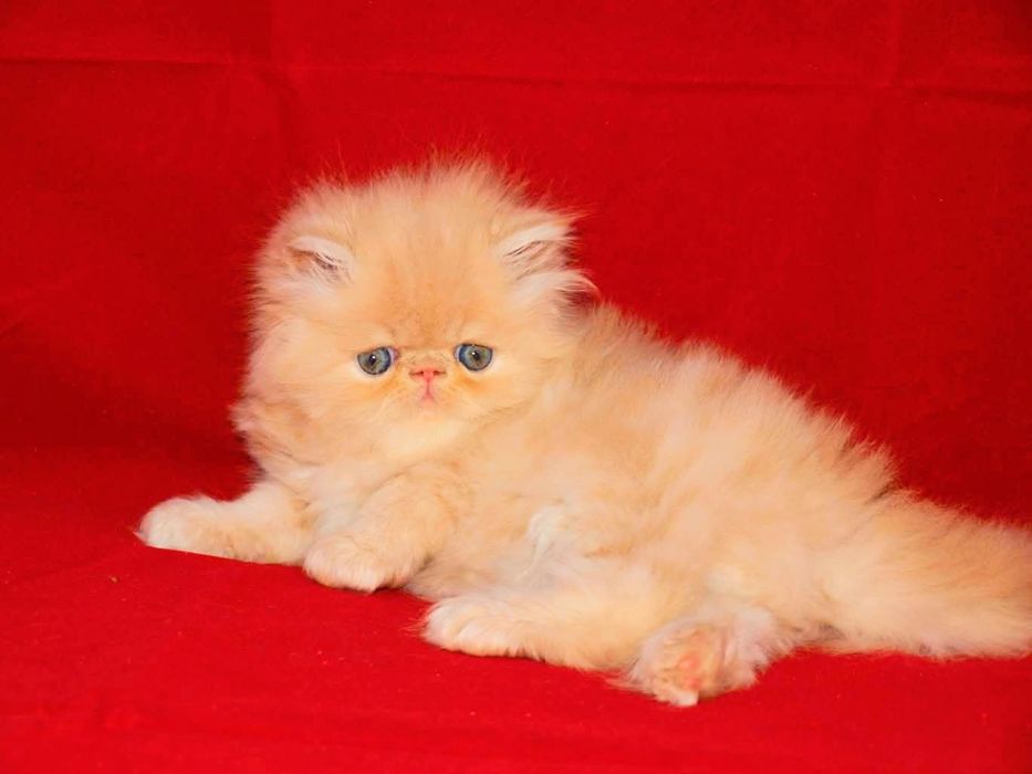 Персидские рыжие котята