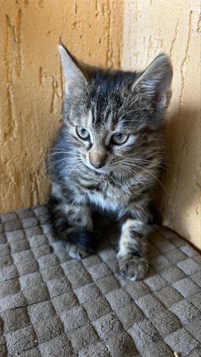 КошеняткаБезкоштовно