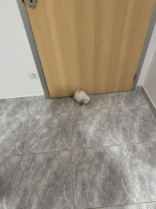 Doa-se filhote de coelho femea