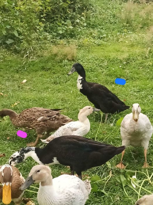 Kaczki biegus indyjski